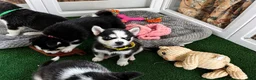 Pomsky dogs for sale: Little Man - Yellow Collar  - Ad 3