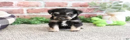 Miniature Schnauzer dogs for sale: Boomer  - Ad 5