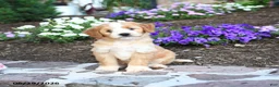 Mini Bernedoodle dogs for sale: Patrick - Ad 2