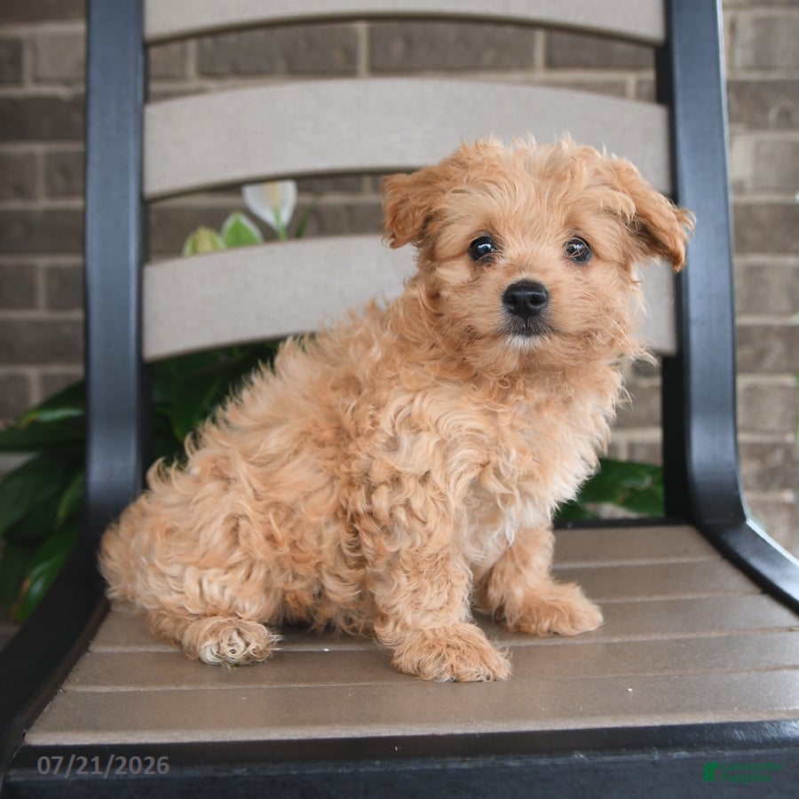 Havapoo dogs Arlo - Ad 2