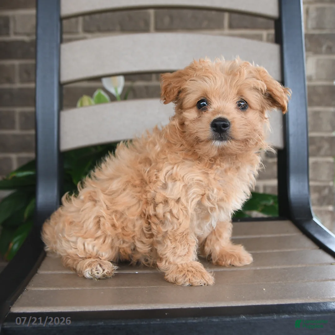 Havapoo dogs for sale: Arlo - Ad 5