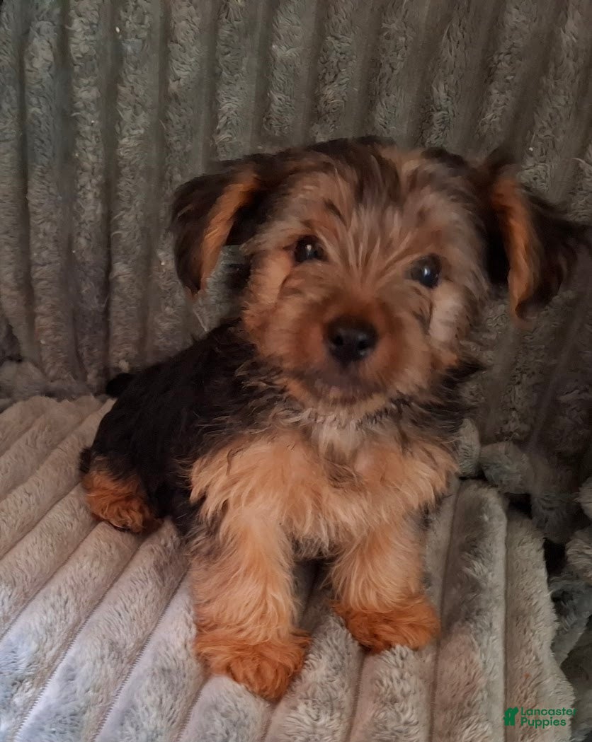 Shorkie dogs Lil Chris - Ad 2