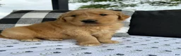 Golden Retriever dogs for sale: Motley - Ad 14