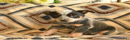 Australian Cattle Dog dogs for sale: Lucky  - Ad 3