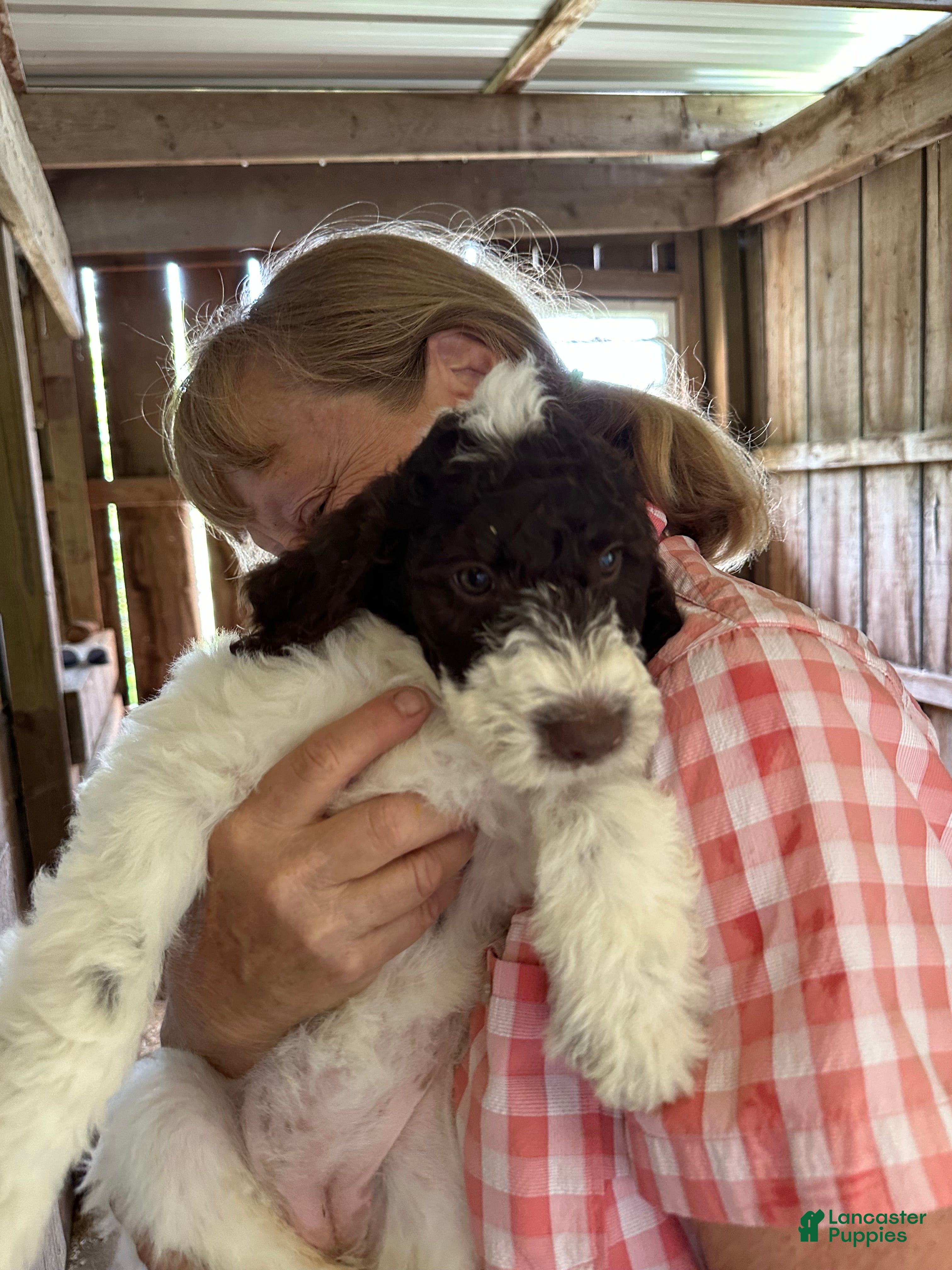 Labradoodle dogs Labradoodle 5 - Ad 28