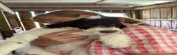 Labradoodle dogs for sale: Labradoodle 5 - Ad 1
