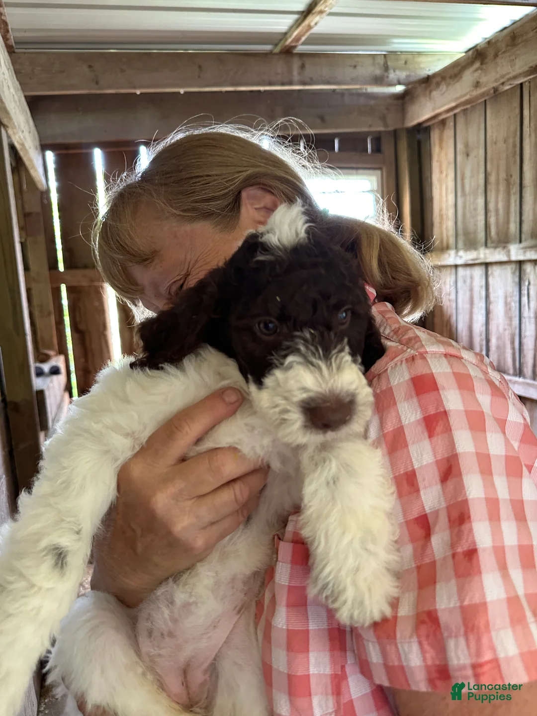 Labradoodle dogs for sale: Labradoodle 5 - Ad 1