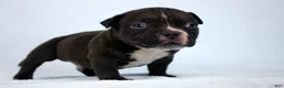 American Bully dogs for sale: Black Male - Ad 1