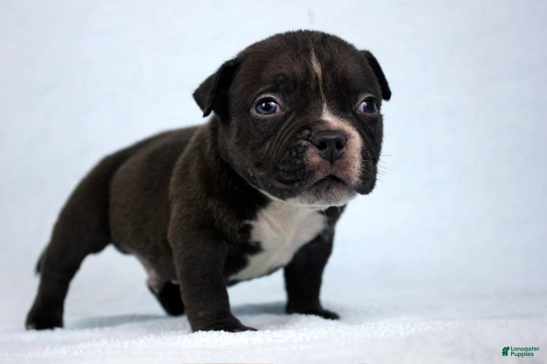 American Bully dogs for sale: Black Male - Ad 1