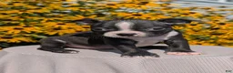 Boston Terrier dogs for sale: Tyson - Ad 7