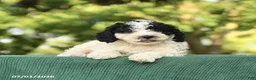 Miniature Poodle dogs for sale: Chip - Ad 3