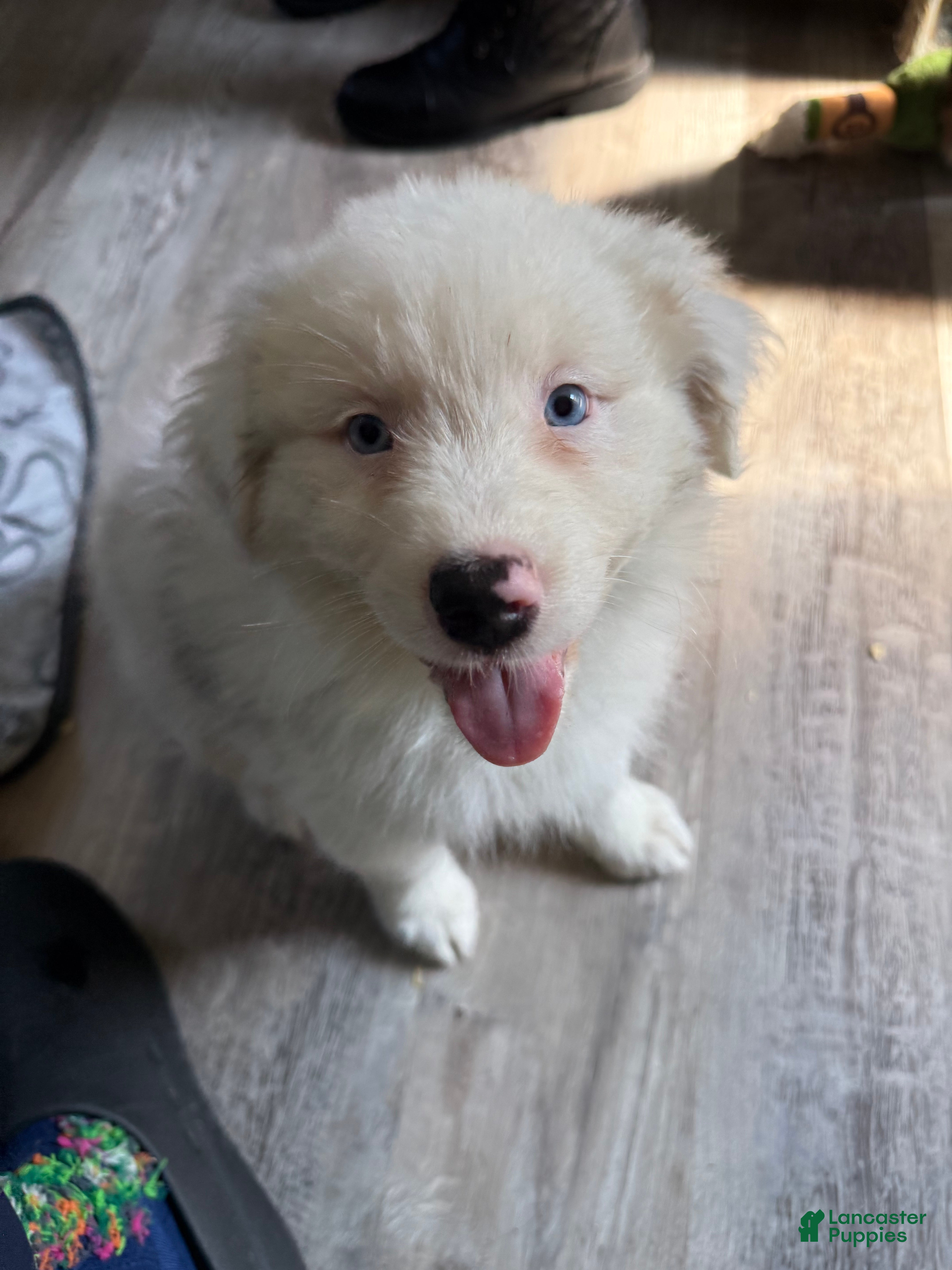 Australian Shepherd dogs for sale: Julie - Ad 14