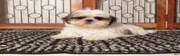 Shih Tzu dogs for sale: Pancake - Ad 4