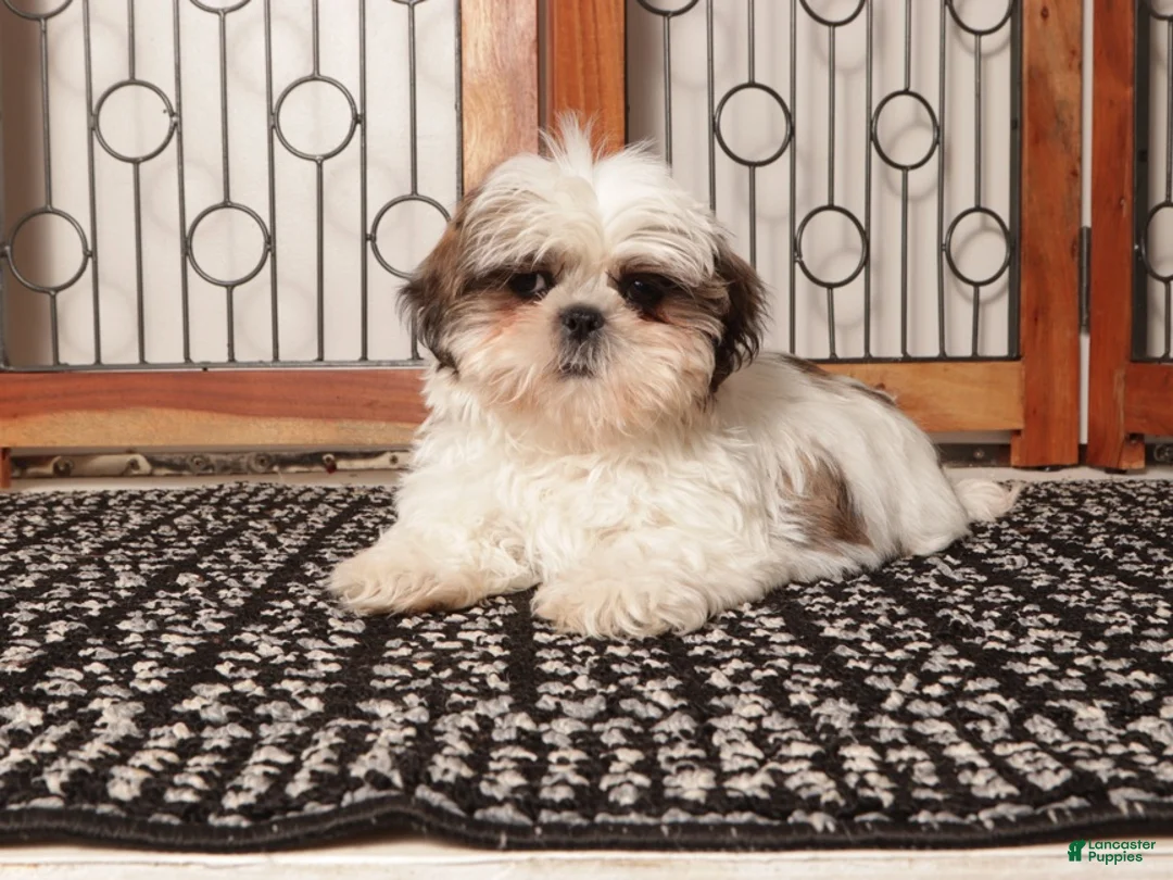 Shih Tzu dogs for sale: Pancake - Ad 4