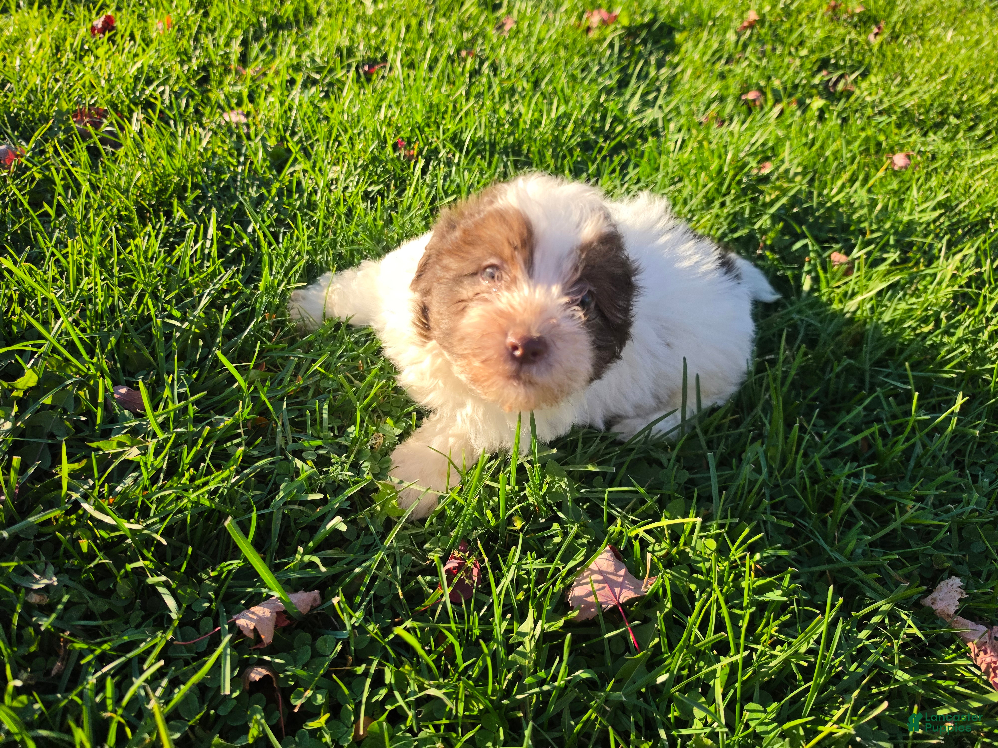 Havanese dogs for sale: Havanese 26105-02 (Male) - Ad 1