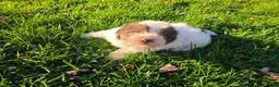 Havanese dogs for sale: Havanese 26105-02 (Male) - Ad 1