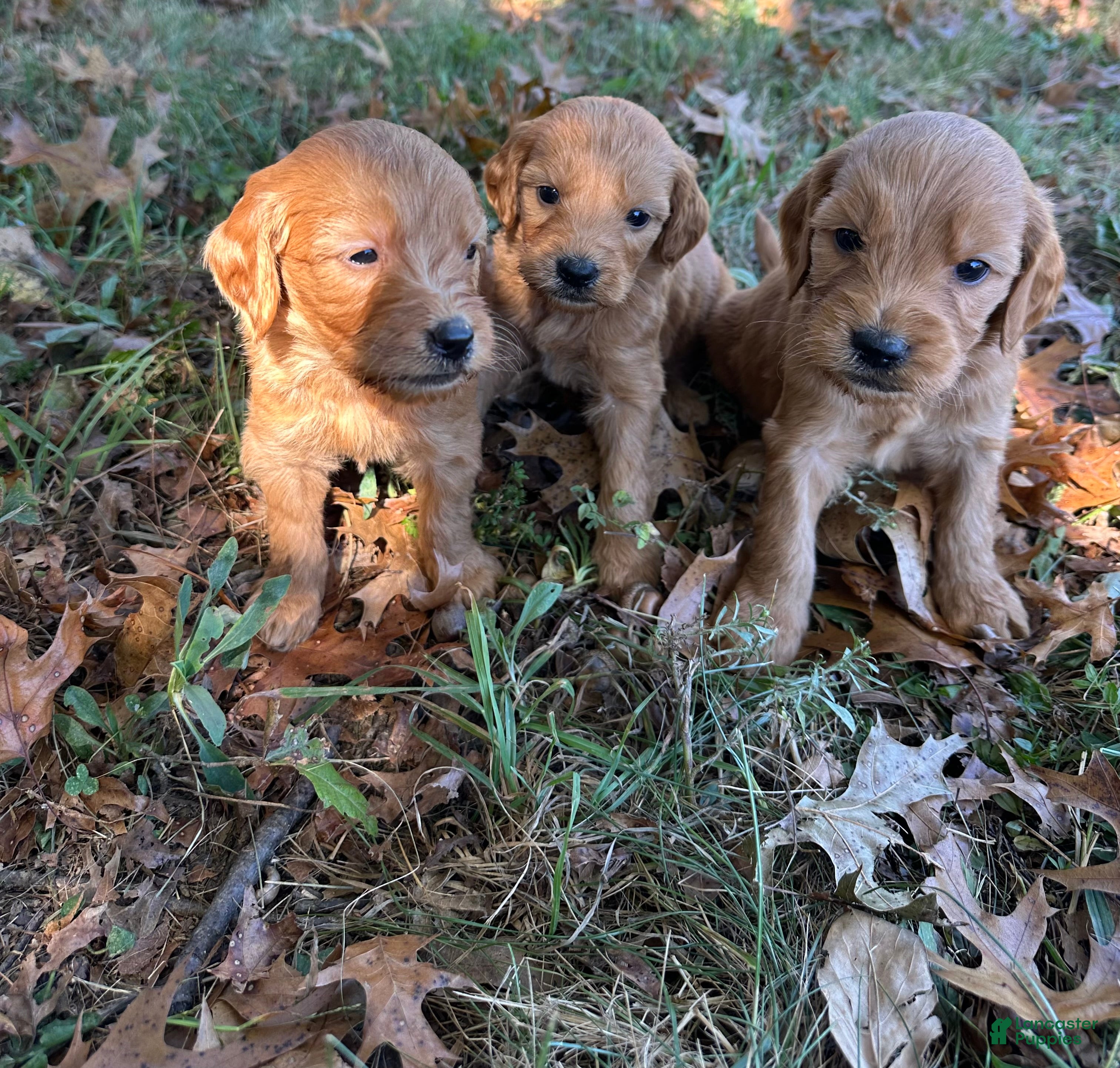 Goldendoodle dogs Goldendoodle 4 - Ad 6