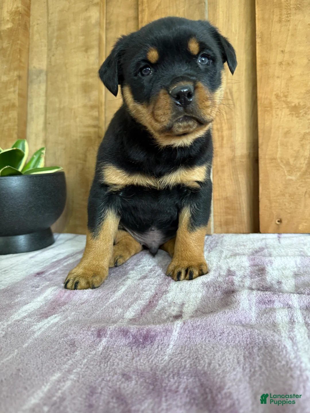 Rottweiler dogs for sale: Lou - Ad 4