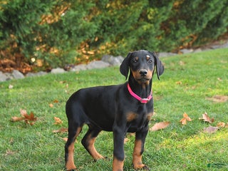 Doberman Pinscher dogs Asia - Ad 8