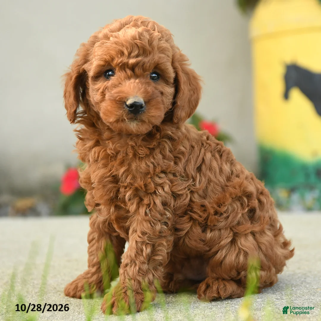 Goldendoodle dogs for sale: Pretzel - Ad 1