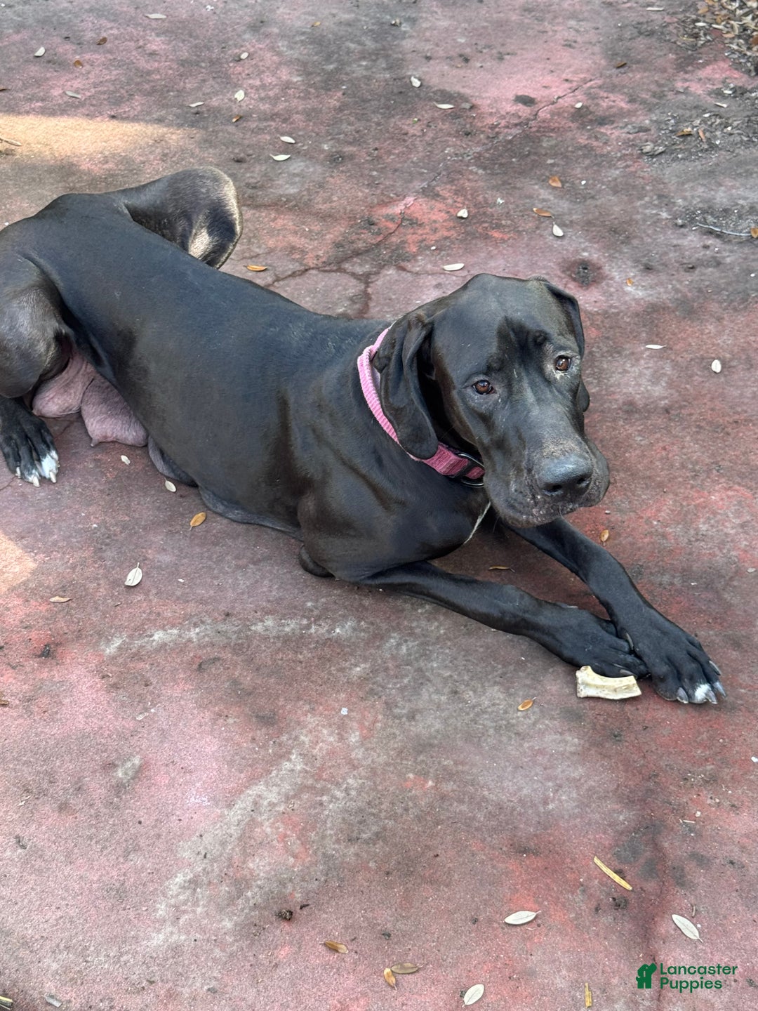 Great Dane dogs for sale: Blu - Ad 2
