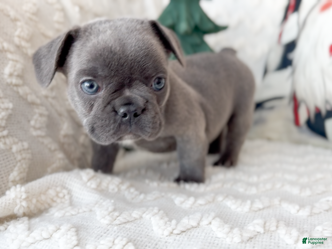 French Bulldog dogs for sale: Dasher Blue Fluffy Carrier - Ad 2