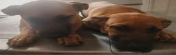 Belgian Malinois dogs for sale:  Belgian Malinois - Ad 3