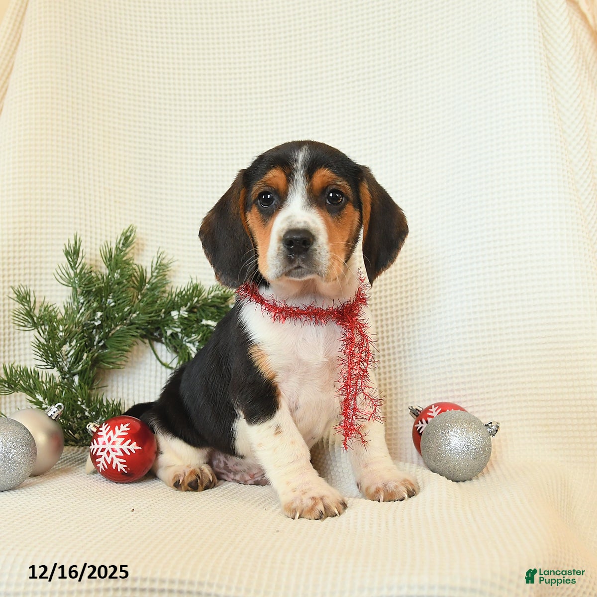 Beagle dogs Shadow - Ad 16