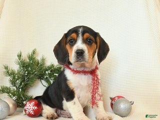 Beagle dogs Shadow - Ad 26