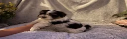 Malshi dogs for sale: Miss Annie - Ad 1