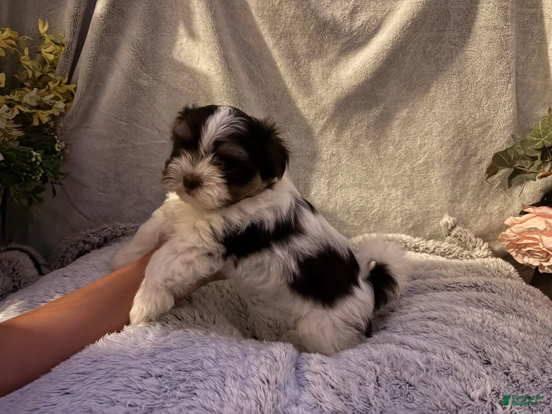 Malshi dogs for sale: Miss Annie - Ad 1