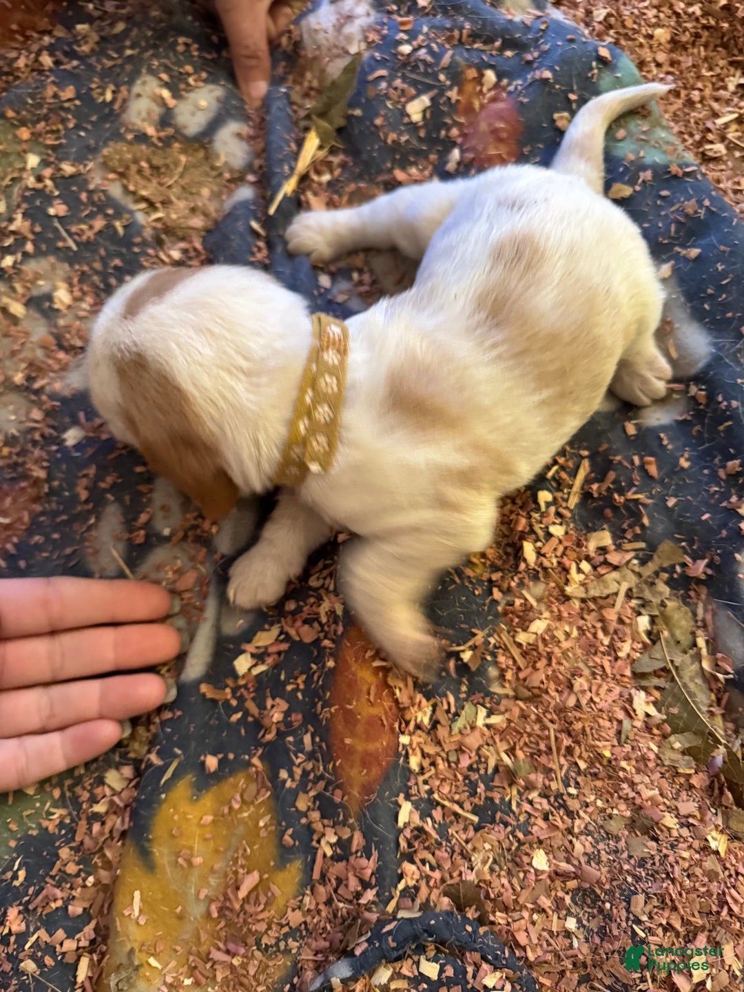 Basset Hound dogs for sale: Basset Hound Puppy 6 - Ad 1