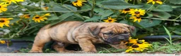 Beabull dogs for sale: Archie 🐶 - Ad 13