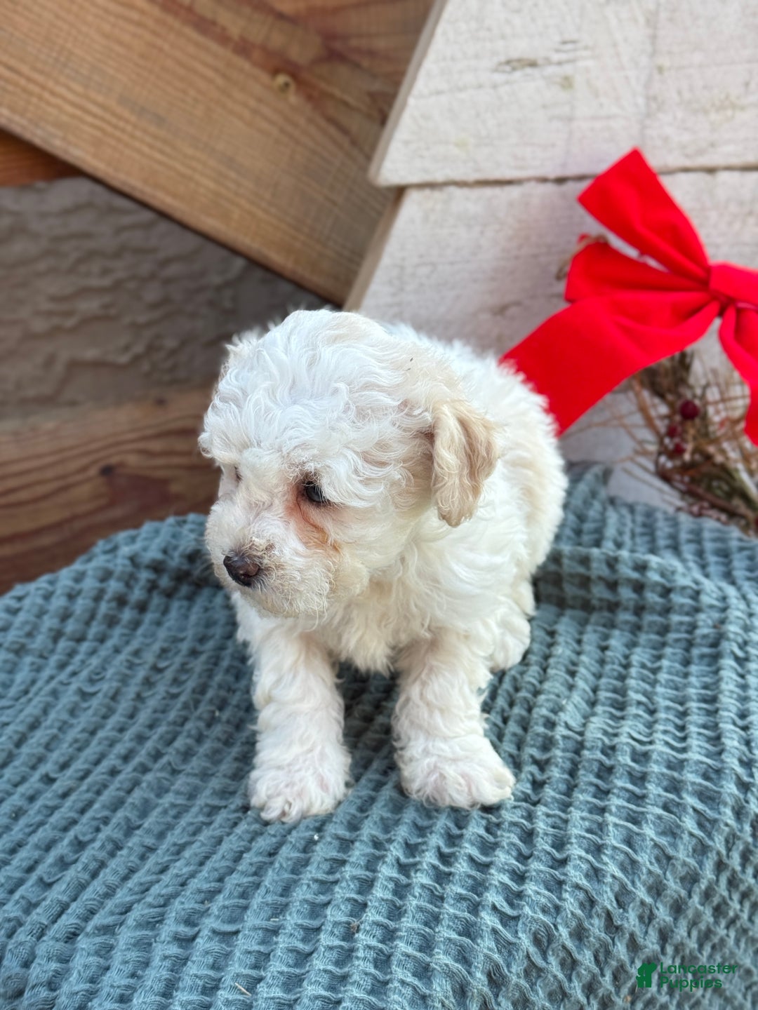 Bichpoo dogs for sale: Amaya - Ad 8