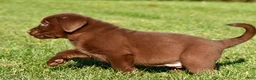 Labrador Retriever dogs for sale: Mira - Ad 2
