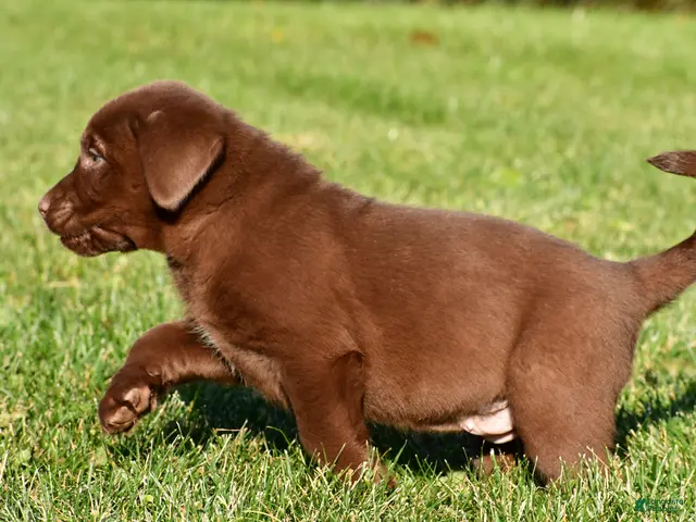 Labrador Retriever dogs for sale: Mira - Ad 2