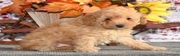 Toy Poodle dogs for sale: Ranger - Ad 1