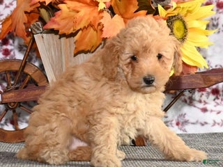 Toy Poodle dogs Ranger - Ad 4
