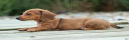 Miniature Dachshund dogs for sale: Tyson 💙 - Ad 16