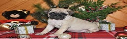 Pug dogs for sale: Harper - Ad 2