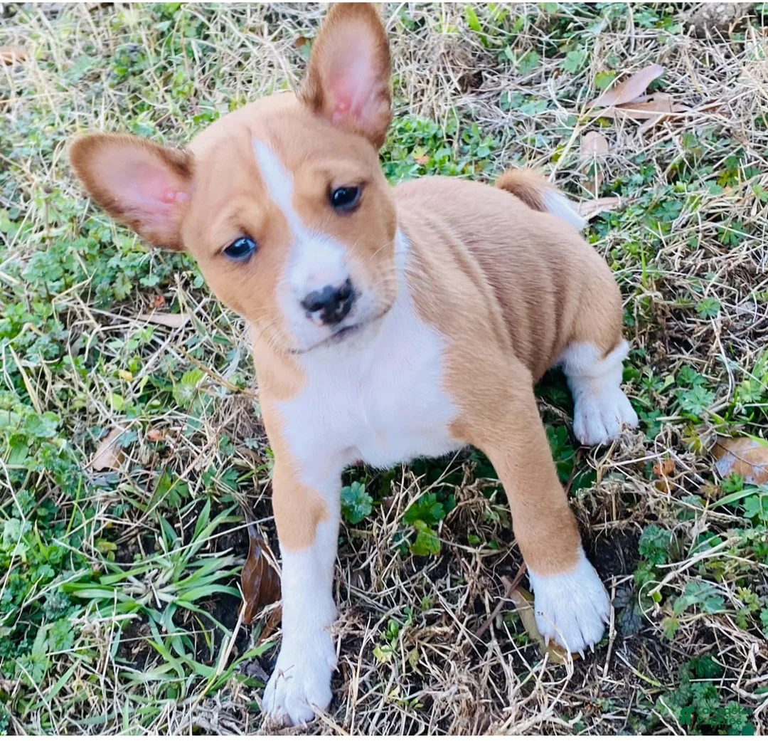 Gallery Image {{count}}