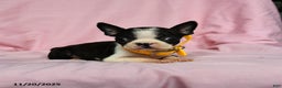 Boston Terrier dogs for sale: Tinkerbell - Ad 3