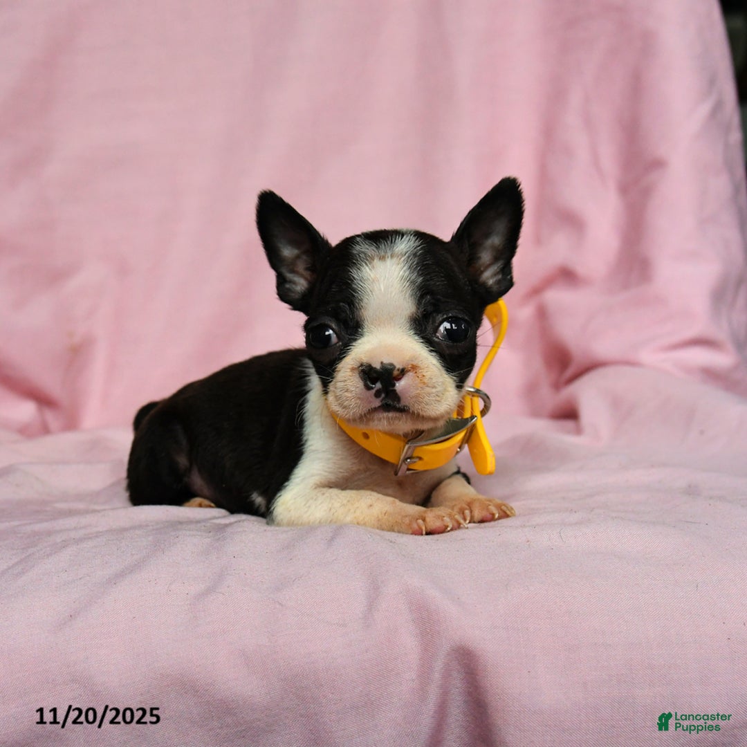 Boston Terrier dogs for sale: Tinkerbell - Ad 3