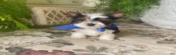 Biewer Terrier dogs for sale: Whisper - Ad 31