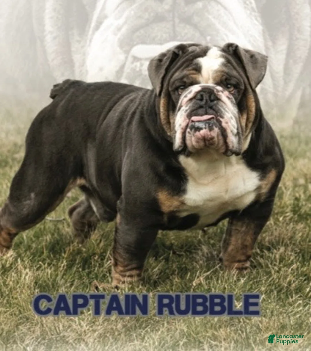 English Bulldog dogs for sale: Annaliese - Ad 9