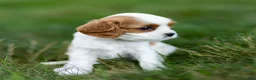 Cavalier King Charles Spaniel dogs for sale: Fitz Cavalier King Charles Spaniel  - Ad 4