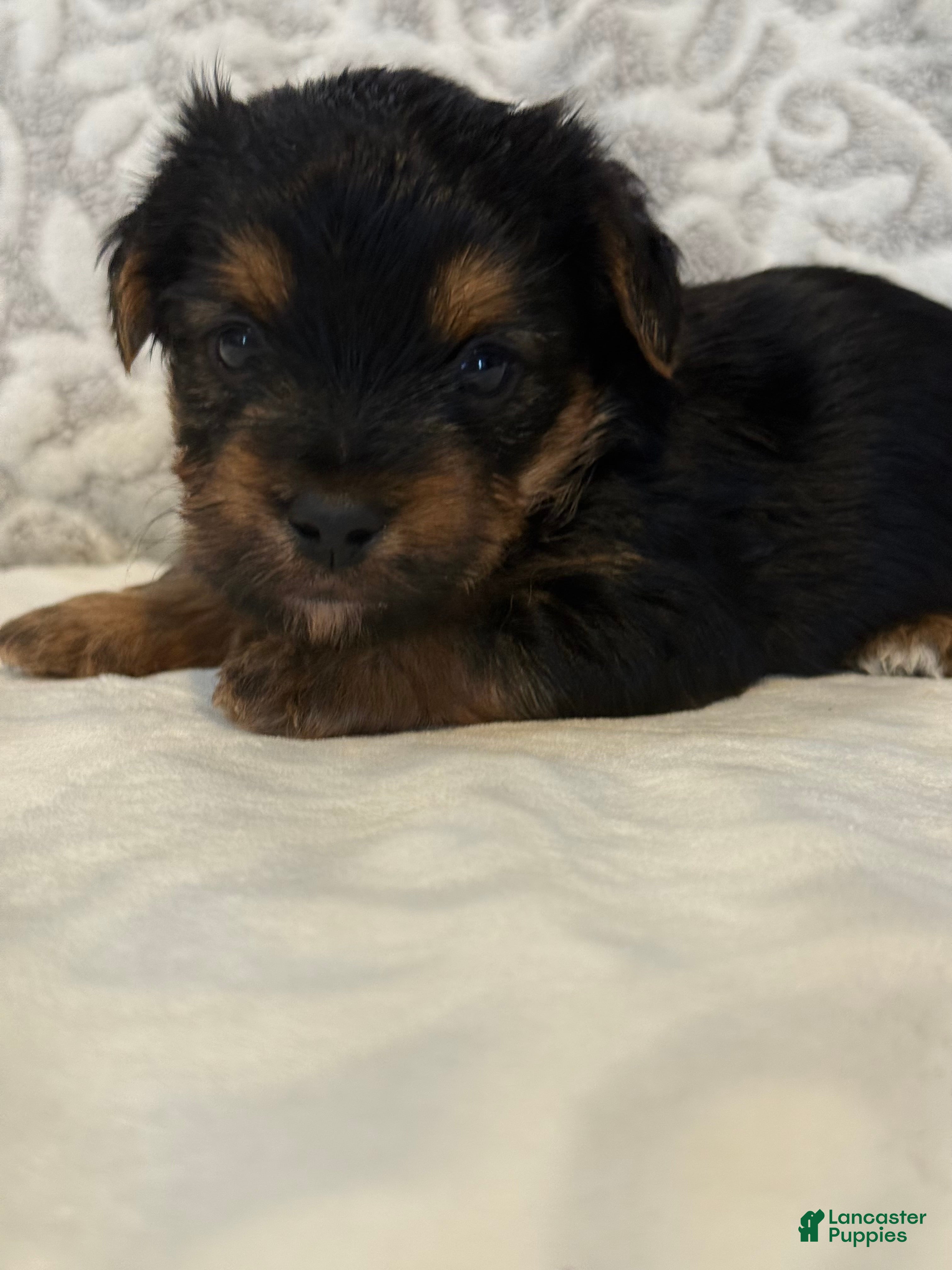 Yorkshire Terrier dogs Lucky - Ad 1