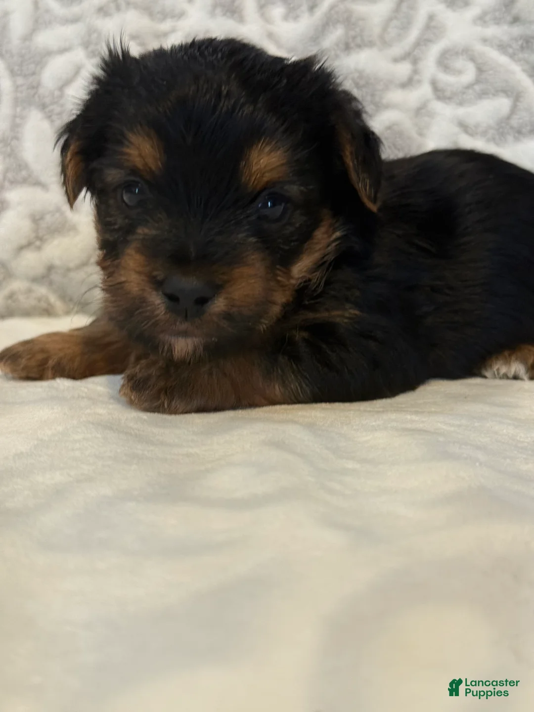 Yorkshire Terrier dogs for sale: Lucky - Ad 1
