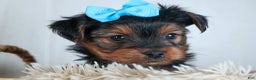 Yorkshire Terrier dogs for sale: CHARLIE - Ad 21