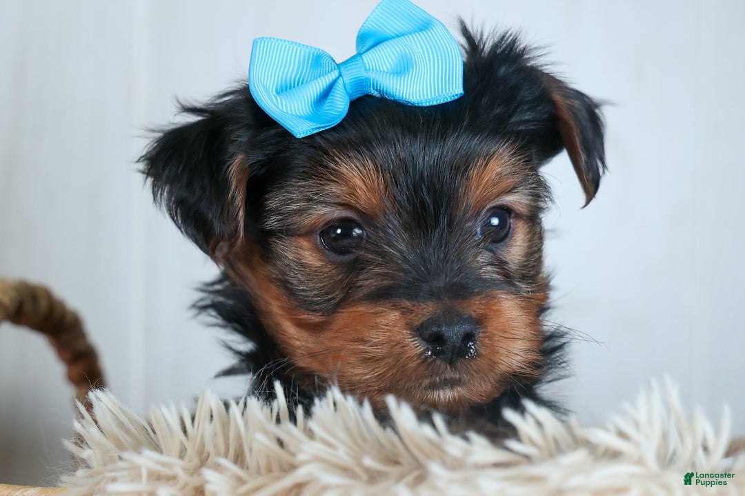 Yorkshire Terrier dogs for sale: CHARLIE - Ad 21